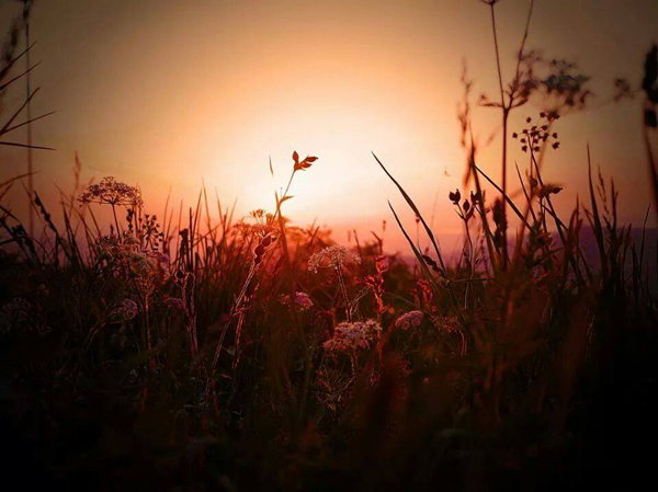 Blumenwiese Abend